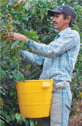  ?? / CCI ?? Son 77 las familias afiliadas que hacen parte del proyecto de café.