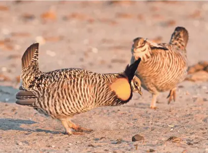  ?? PAUL A. SMITH/ MILWAUKEE JOURNAL SENTINEL ?? Male prairie chickens dance at Buena Vista Wildlife Area in central Wisconsin.