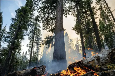  ?? NOAH BERGER-ASSOCIATED PRESS ?? The Washburn Fire burns in Mariposa Grove in Yosemite National Park, Calif., on Friday.