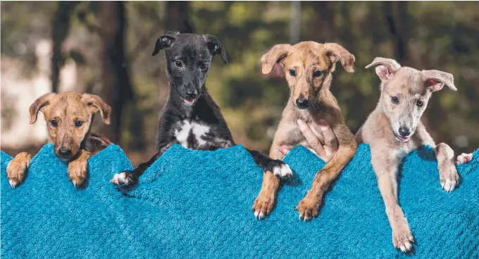  ?? Pictures: AMANDA ROBBEMOND ?? A litter of nine cute greyhound puppies were rehomed by the AWLQ and (below) the recent gathering of the now six-month-olds and their new owners.