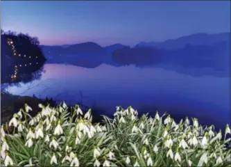  ?? FOTO: STIG ALFRED EIKELAND ?? Snøklokker på Biland. Leserskrib­enten ønsker at slike vårblomste­r skal minne oss om at det er lys og håp.