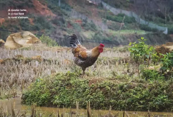  ??  ?? A rooster lurks in a rice field in rural Vietnam.