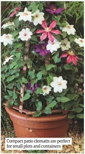  ??  ?? Compact patio clematis are perfect for small plots and containers