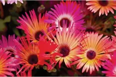  ??  ?? blaze of colour: You can find the Livingston­e Daisy all over the region of Puglia