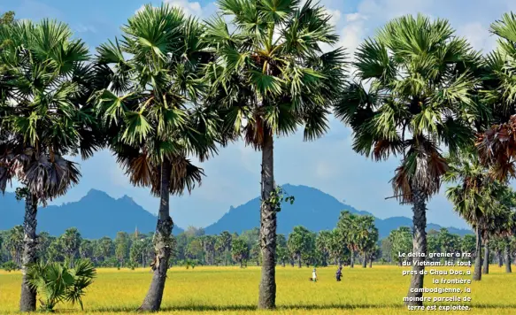  ??  ?? Le delta, grenier à riz du Vietnam. Ici, tout près de Chau Doc, à la frontière cambodgien­ne, la moindre parcelle de terre est exploitée.