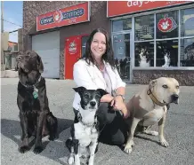  ?? WIL ANDRUSCHAK ?? Tracie Nielson, executive director of Clever Canines, with, from left, Bentley, a chocolate Lab, Tila, a Jack Russell/border collie cross, and Axel, a cancer-sniffing pit bull mix.