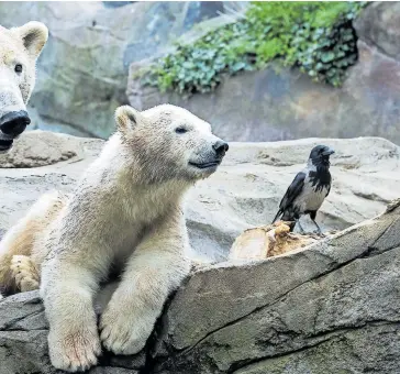  ?? [ Daniel Zupanc] ?? Einheimisc­he Tiere wie Krähen kommen mit wärmerem Klima ähnlich gut zurecht wie der Eisbär im Tiergarten.