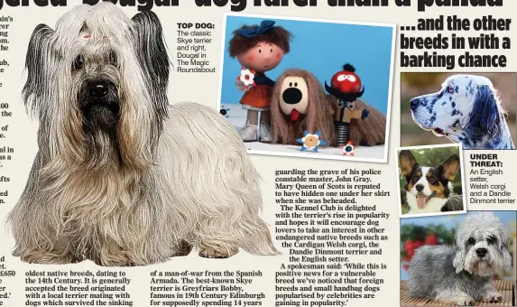  ??  ?? TOP DOG: The classic Skye terrier and right, Dougal in The Magic Roundabout unDeR THReaT: An English setter, Welsh corgi and a Dandie Dinmont terrier