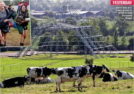  ??  ?? Herd-line act: Cows graze in front of the Pyramid Stage