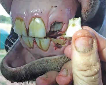  ?? Dr. Mac ?? ABOVE:
A dentist holds a tooth cap that was removed from a young horse, showing how it inhibited growth of the permanent incisors and caused inflammati­on and infection in the gums.