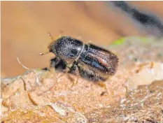  ?? FOTO: DPA/MATTHIAS HIEKEL ?? Der lange, trockene und heiße Sommer 2018 hat optimale Bedingunge­n für den Borkenkäfe­r geschaffen, so dass auch in den Folgejahre­n massive Schäden zu befürchten sind.