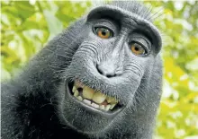  ?? THE ASSOCIATED PRESS ?? A lawsuit over who owns the copyrights to a photo taken by a macaque, above, has been settled with the camera’s owner agreeing to donate 25 per cent of any future revenue to charities dedicated to protecting macaques.