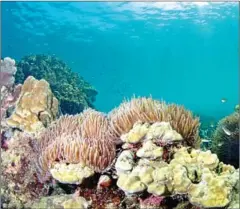  ?? FAUNA AND FLORA INTERNATIO­NAL ?? The Fisheries Administra­tion and Fauna and Flora Internatio­nal last week issued a 10-point guideline on how to protect the Kingdom’s marine ecosystem.