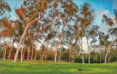 ??  ?? 聖地牙哥巴波亞公園滿­是尤加利樹。（洛杉磯時報）