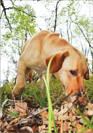  ?? Photos by Steve MacNaull ?? Liza, the two-year-old yellow Labrador retriever, sniffs out truffles in Slovenia.