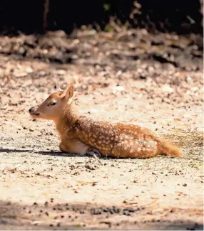  ?? COURTESY OF THE MEMPHIS ZOO ?? Gale, a Pere David’s Deer, was born at the Memphis Zoo on March 27, 2021. The species is considered extinct in the wild.