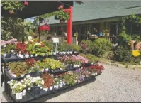  ?? Submitted photo ?? TIME TO PLANT FLOWERS: Visit Clear Creek Gardener for an abundance of seasonal flowers in annuals and perennials. It is located at 1923 Mountain Pine Road.