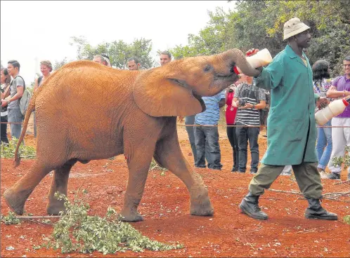  ?? PICTURES: NOLOYISO MTEMBU ?? WALKIES: During the day, baby elephants take a walk with their keepers for some exposure to the wild and to enjoy a mud bath. At night, they sleep on straw in stables which they share with their keepers. The keepers rotate to prevent an animal becoming...