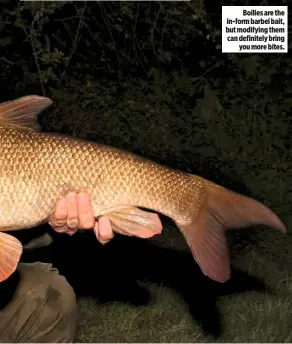  ??  ?? Boilies are the in-form barbel bait, but modifying them can definitely bring you more bites.