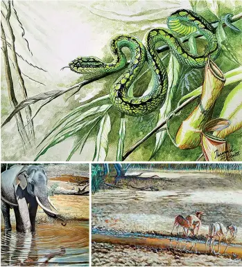  ?? ?? A wide range of wildlife: Some of Tharanga’s paintings for ‘Petrichor’