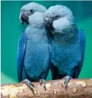  ?? Photograph: DPA/AFP/Getty Images ?? A pair of Spix's macaws in an aviary in Schöeneich­e, eastern Germany. The species disappeare­d from the wild more than 20 years ago.