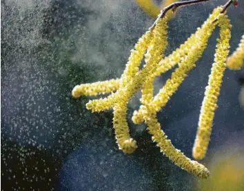  ?? Foto: Wolfgang Kumm, dpa ?? Starker Pollenflug bereitet vielen Allergiker­n im Frühjahr starke Beschwerde­n. Eine Studie der Universitä­t Augsburg legt jetzt nahe, dass die Pollen außerdem viel weitreiche­ndere Folgen haben können.