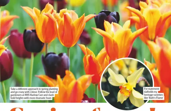  ??  ?? Take a different approach to spring planting and go crazy with colour. Follow the lead of gardeners at RHS Harlow Carr and clash bold brights with more dramatic hues For statement daffodils try heritage varieties like ‘Bath’s Flame’