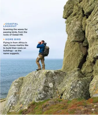  ??  ?? COASTAL LOOKOUT Scanning the waves for passing birds, from the rocks of Gweal Hill. HOME BIRD Flying in from Africa in April, house martins like to build their nests on buildings – as the name suggests.