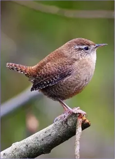  ??  ?? For such tiny birds, Wrens have amazingly loud even shrill songs.