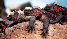  ??  ?? THREE’S A CROWD: A trio of land iguanas snuggle up on a rock