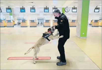  ?? PERE DURAN / NORD MEDIA ?? Ejercicio de uno de los integrante­s de la unidad canina de los Mossos en el aeropuerto de Girona