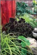  ??  ?? ColorBlaze Wicked Witch coleus also debuted in 2020 and looks dazzling partnered here with Everillo carex grass. (TNS/Norman Winter)