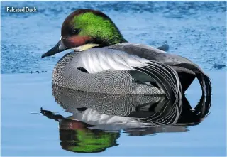  ??  ?? Falcated Duck