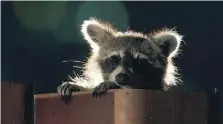  ??  ?? This female raccoon lives in downtown Toronto.