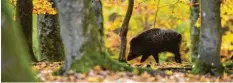  ?? Foto: Lino Mirgeler, dpa ?? Eicheln und Bucheckern zählen zu den Leibspeise­n von Wildschwei­nen. Dieses Jahr gibt es davon wieder besonders viele in Bayerns Wäldern.