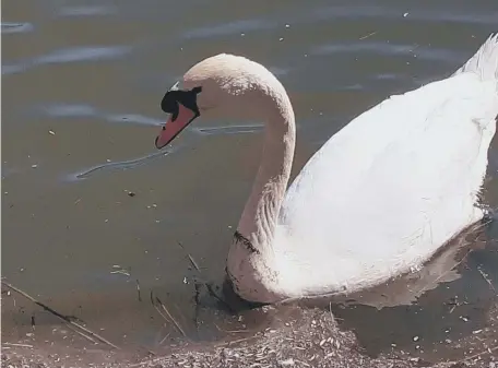  ?? ?? A total of seven swans were affected in the outbreak last December. Owners of birds, including poultry, are advised to register them.