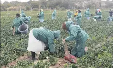  ?? FILE PHOTO: MICHAEL WALKER ?? The Land Bank wants to lift the number of women in agricultur­e in South Africa, which stands at 33 percent, still below the average 43 percent in developed countries.