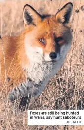  ?? JILL REED ?? Foxes are still being hunted in Wales, say hunt saboteurs