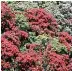  ?? GLENN JEFFREY/ STUFF ?? Po¯ hutukawa trees in flower at Nga¯ motu Beach, New Plymouth.