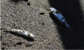  ?? Photograph: Brittany Peterson/AP ?? Dead Rio Grande silvery minnows on the parched riverbed in Albuquerqu­e, New Mexico. Stretches of the river went dry for the first time in 40 years in August.