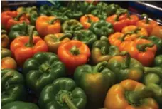  ??  ?? These peppers didn’t make grocery store standards so they were “rescued.”