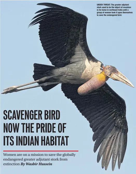  ??  ?? UNDER THREAT: The greater adjutant stork used to be the object of revulsion in its home in northeast India until a group of women took it upon themselves to save the endangered bird.