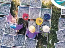  ??  ?? ● Fishermen on Phu Quoc are proud of the freshness of their produce. Here, anchovies are laid out to dry