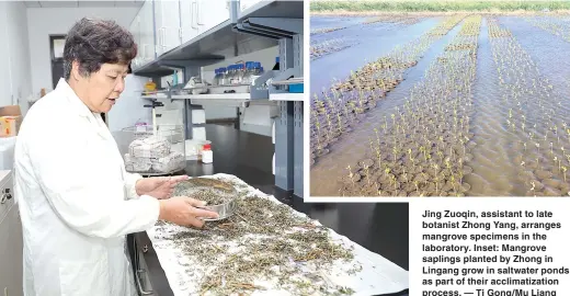  ??  ?? Jing Zuoqin, assistant to late botanist Zhong Yang, arranges mangrove specimens in the laboratory. Inset: Mangrove saplings planted by Zhong in Lingang grow in saltwater ponds as part of their acclimatiz­ation process. — Ti Gong/Mu Liang