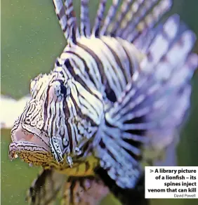  ?? David Powell ?? A library picture of a lionfish – its spines inject venom that can kill