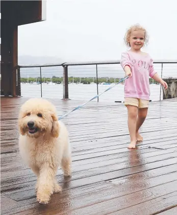  ?? ?? Persistent cloud and rain won't stop locals and tourists getting outside and enjoying the long weekend. Lara Duddy, 3, of Whitfield, takes Poppy the Groodle puppy for a walk along the Cairns Wharf in between showers. Picture: Brendan Radke