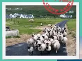  ??  ?? A flock of sheep are the only traffic jam drivers encounter. Below: Donegal’s Fanad Head lighthouse.