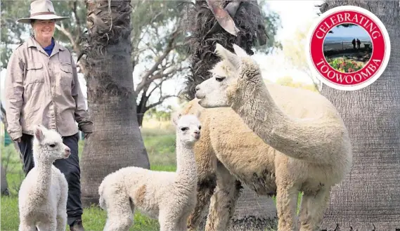  ?? PHOTO: NEV MADSEN ?? DOUBLE TROUBLE: Margaret Hassall with twin alpacas born at Double H Alpaca Stud last week.