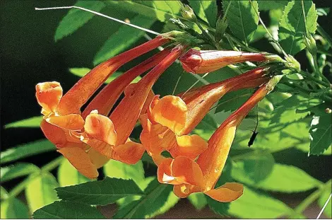  ?? NORMAN WINTER/TNS ?? Esperanza means hope and anticipati­on and the new Chicklet Orange will have you anticipati­ng butterflie­s and hummingbir­ds to the orange trumpet shaped flowers.