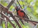  ?? SIERRA VISTA ?? Over 170 species of birds have been seen in Ramsey Canyon, including the painted redstart.